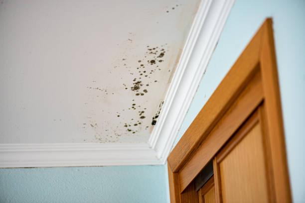 Why You Should Choose Our Mold Remediation Services in Berryville, AR